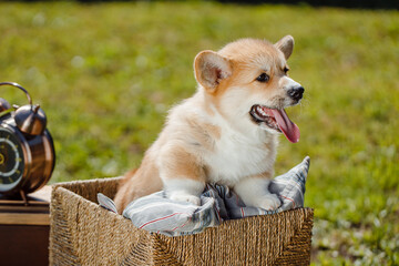 corgi puppies on a sunny day
