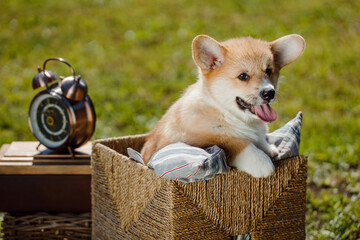 corgi puppies on a sunny day