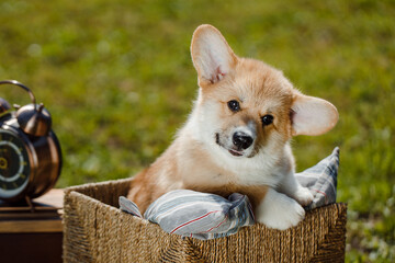 corgi puppies on a sunny day