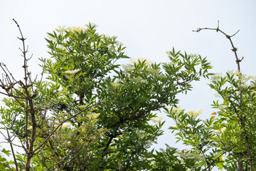 Elder tree bough laden with white elderflower blossom on sunlight.
