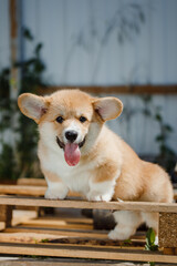 corgi puppies on a sunny day