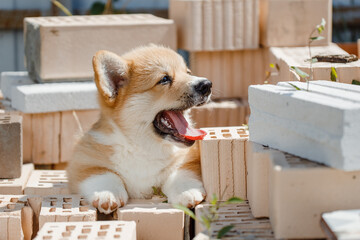 corgi puppies on a sunny day