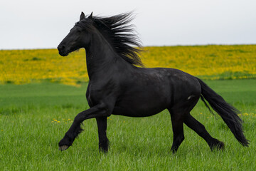 Naklejka na ściany i meble Black friesian horse runs gallop.
