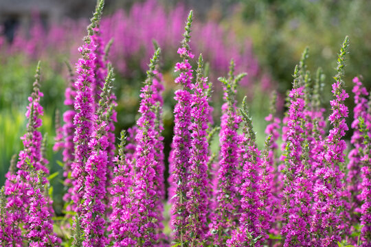 Close up of purple loosestrife (lythrum salicaria) flowers in bloom