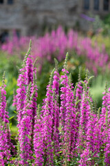 Close up of purple loosestrife (lythrum salicaria) flowers in bloom