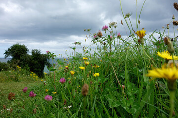 GROS PLANS HERBES SAUVAGES