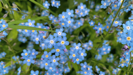 Close-up beautiful field purple flowers growing among tall grass outside on a sunny summer day