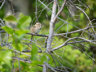 Lincoln's Sparrow in a Tree