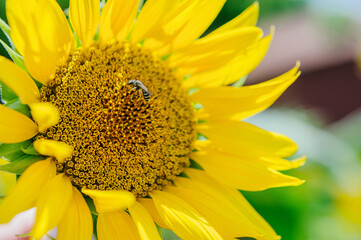a wasp flies to collect nectar from a sunflower flower