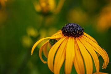 yellow coneflower