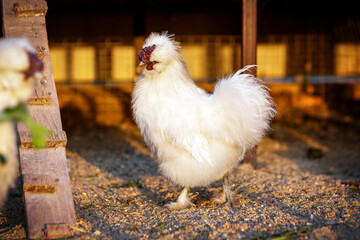 White rooster breed silkie chicken walks on the chicken coop. High quality photo