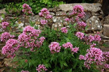 FLEURS SAUVAGES ROSES DEVANT MUR DE PIERRE -V2