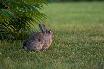 Eastern cottontail (Sylvilagus floridanus) in summer