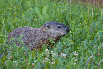 Naklejka na ściany i meble The groundhog (Marmota monax) in summer eating raspberry