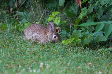 Eastern cottontail (Sylvilagus floridanus) in summer