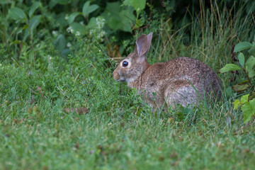 Eastern cottontail (Sylvilagus floridanus) in summer