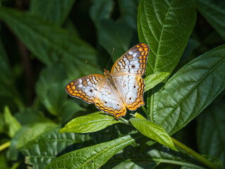 White Peacock Anartia jatrophae Butterfly