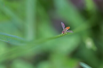 Hoverflies, also called flower flies or syrphid flies