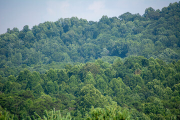 forest in the mountains