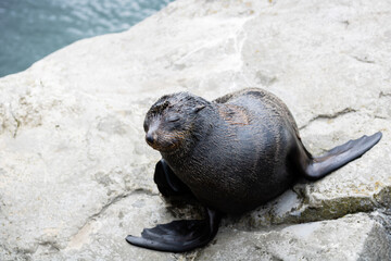 Otarie photo prise à Pairi Daiza