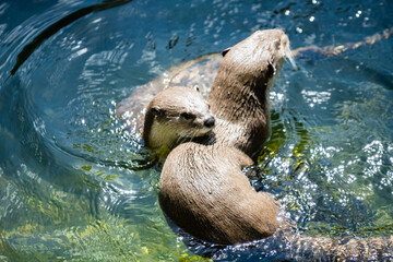 Loutre à pelage lisse photo prise à Pairi Daiza