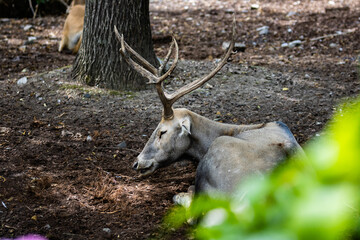Cerf du père David photo prise à Pairi Daiza