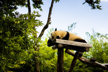 Panda géant photo prise à Pairi Daiza