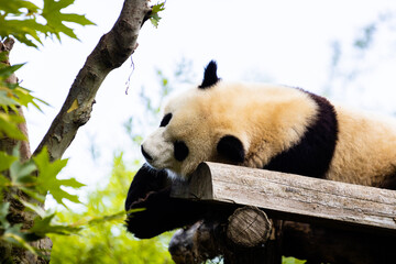 Panda géant photo prise à Pairi Daiza