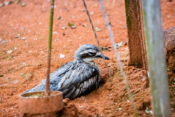Œdicnème bridé photo prise à Pairi Daiza