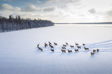 Herd of deers in winter day