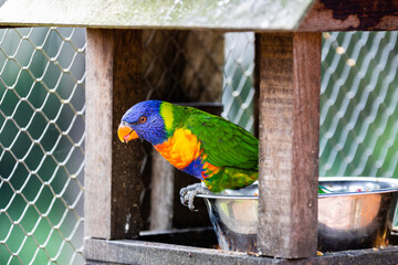 perroquet multicolore (lorriquet) photo prise à Pairi Daiza