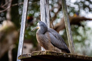Oiseau australien photo prise à Pairi Daiza