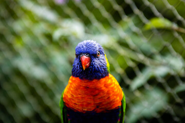 Perroquet multicolore (lorriquet) photo prise à Pairi Daiza