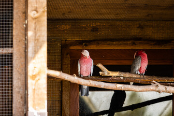 Cacatoes rosalbin photo prise à Pairi Daiza