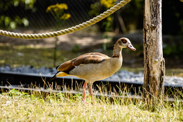 Canard photo prise à Pairi Daiza