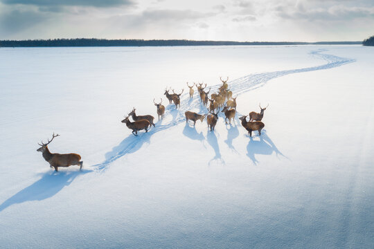 Deers in winter time
