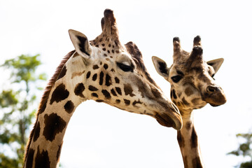 Gang de girafes photo prise à Pairi Daiza