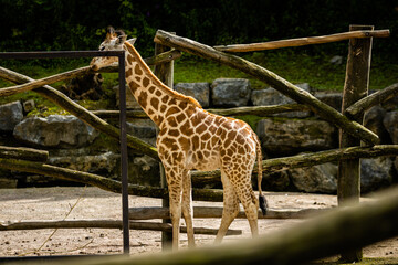 Girafon photo prise à Pairi Daiza