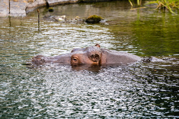 Hippopotame commun