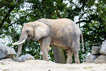 Elephant d'Afrique photo prise à Pairi Daiza