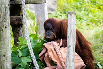 Orang outan de sumatra photo prise à Pairi Daiza