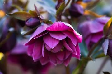 Closeup shot of a burgundy hellebore flower in the garden