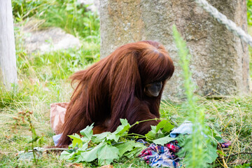 Orang Outan de Sumatra photo prise à Pairi Daiza