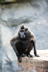 Macaque à crète photo prise à Pairi Daiza