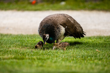 Paonne et ses petits photo prise à Pairi Daiza