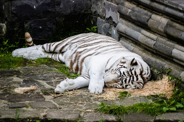 Tigre blanc royal photo prise à Pairi Daiza