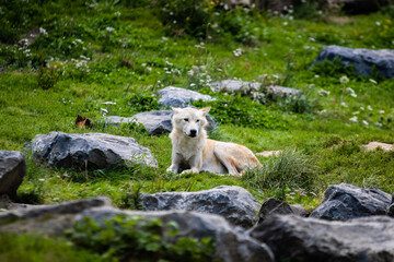 Loup du Canada photo prise à Pairi Daiza