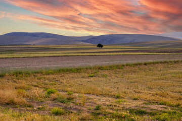 Obraz premium A single tree on the steppe with magnificent clouds. A single shade of tree in the middle of the fields. Wheat straw field 