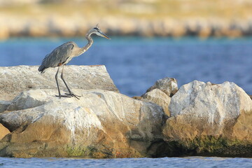 Great blue heron, Ardea herodias, Saint Andrews Sate Park, Florida, USA