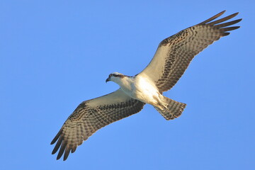 Osprey, Pandion haliaetus, Sebastian Inlet  Sate Park, Florida, USA